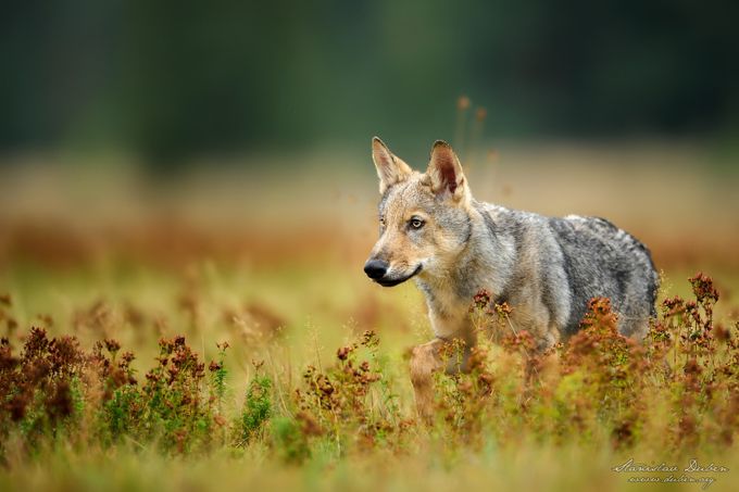 Young  euroasian wolf by duben - Wolves Photo Contest