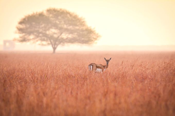 Blackbuck, the Look by avkash - The African Continent Photo Contest