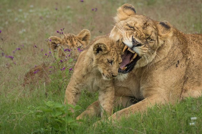 Lioness with cubs by vladcech - Wildlife Families Photo Contest