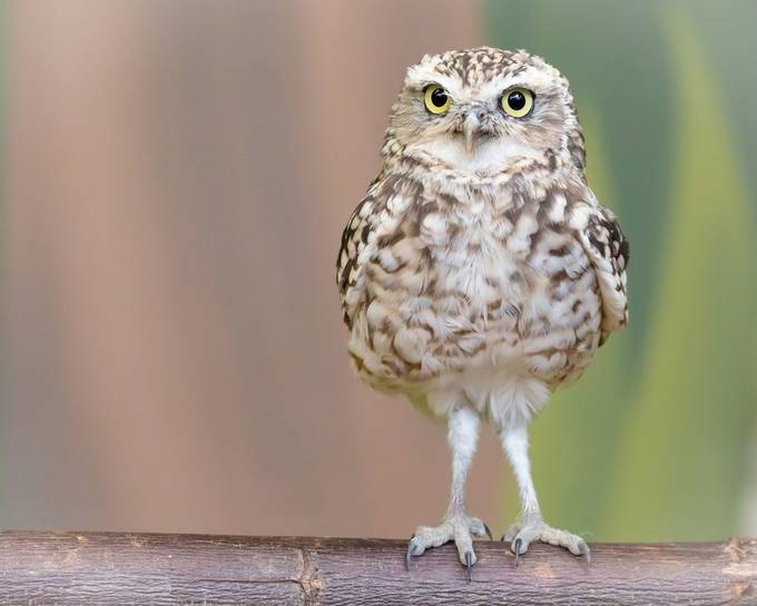 Burrowing owl by radovanzierik - Only Owls Photo Contest