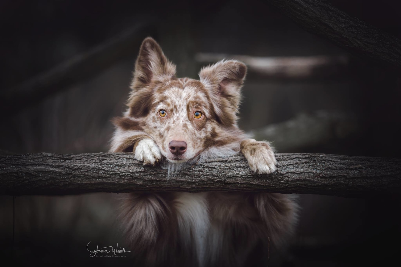 Dogs or Cats Photo Contest Winner