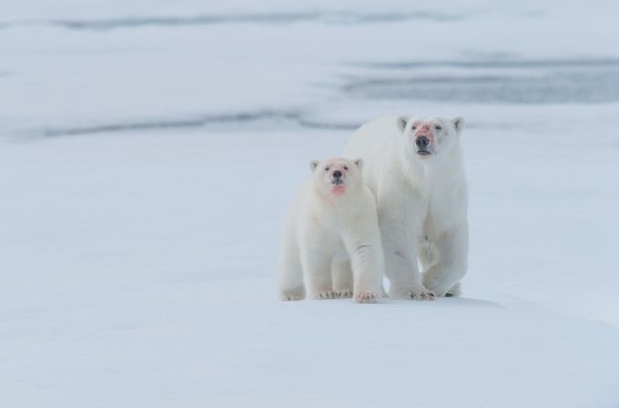 Mother and cub at 81.31 degrees north by mortenross - Rule Of Thirds Photo Contest v4