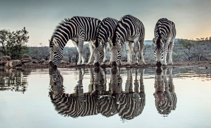 Zebra Dawn by Alannixon - Explore Africa Photo Contest