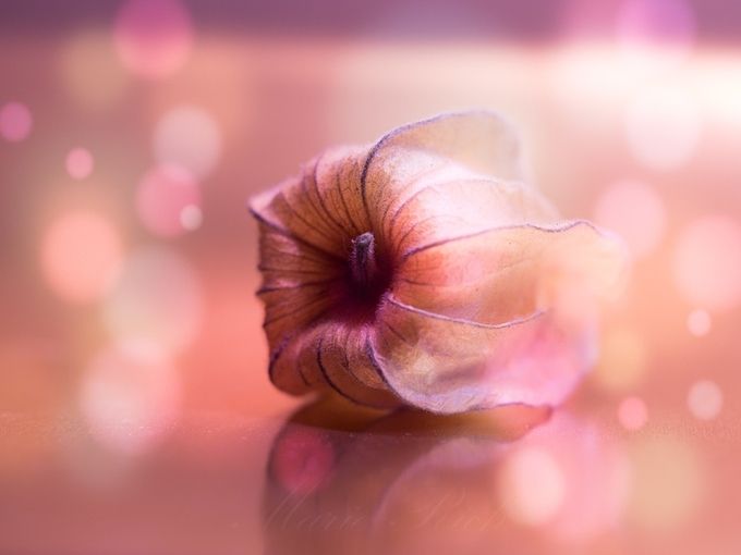 ** La Vie en Rose ** by Marierich - Pastel Colors Photo Contest