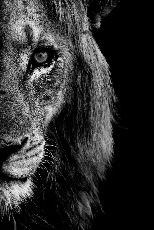 Lion by Komainu85 - Black And White Compositions Photo Contest vol2