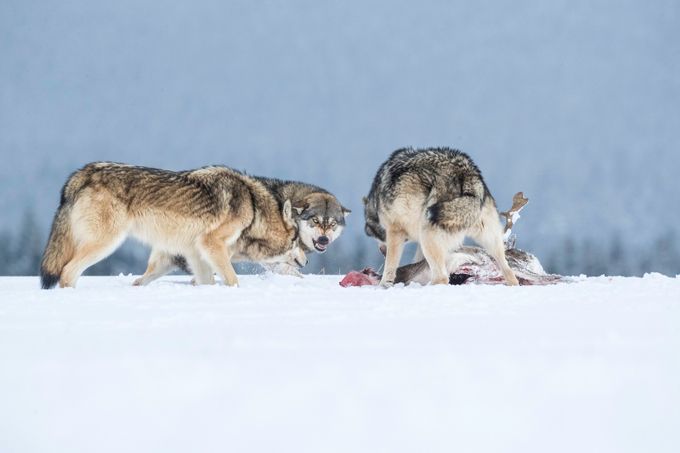 Wolf pack and prey by vladcech - Celebrating Nature Photo Contest Vol 4