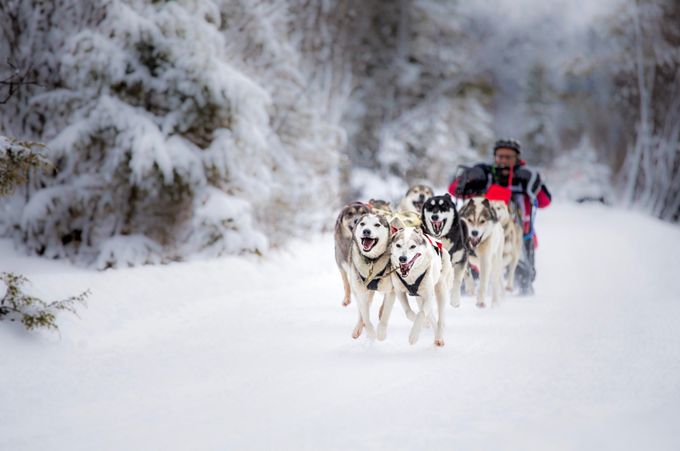 Dog sledding by Jtrojer - Winter Sports Photo Contest