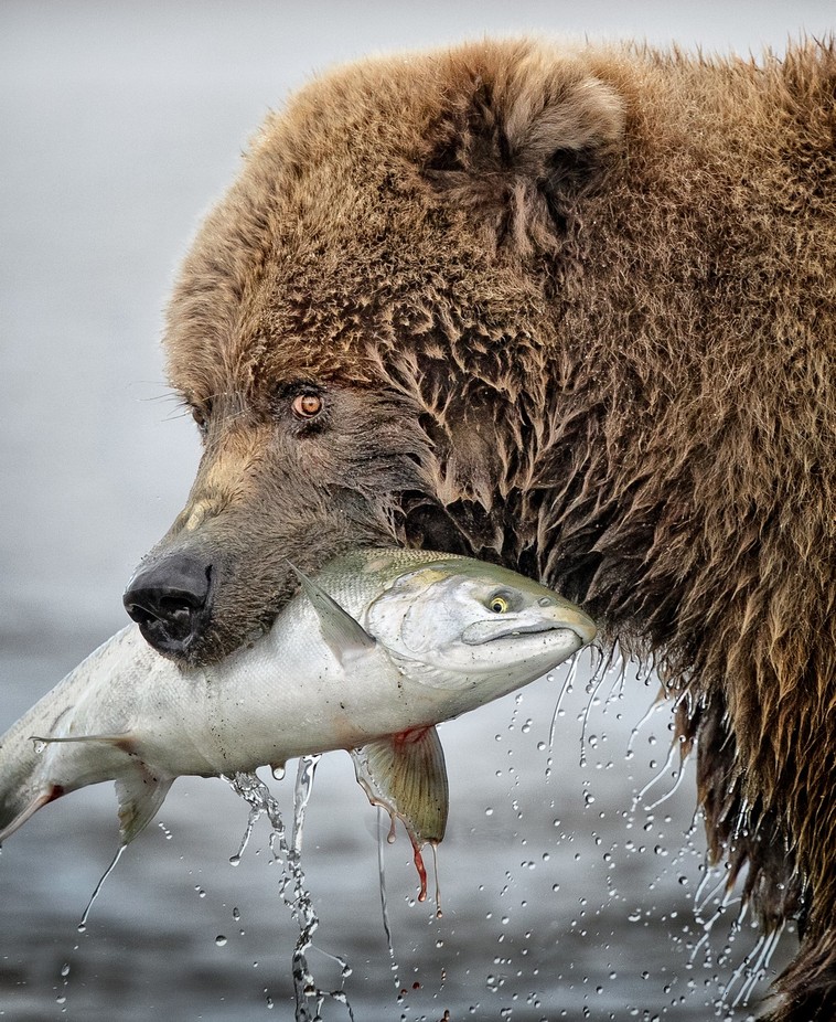 The Eyes Tell the Story by anitarossview - Bears Photo Contest
