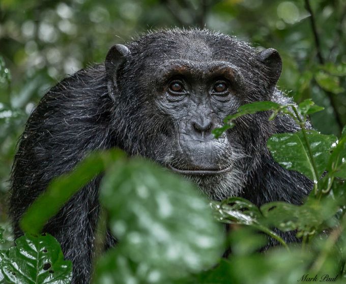 Chimp in Kibale, Uganda by markpaul - Rain Photo Contest