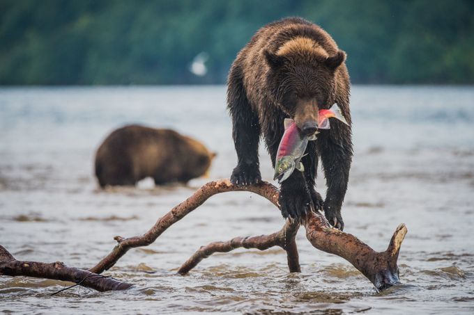 Lucky catch by antonagarkov - Wildlife And Water Photo Contest