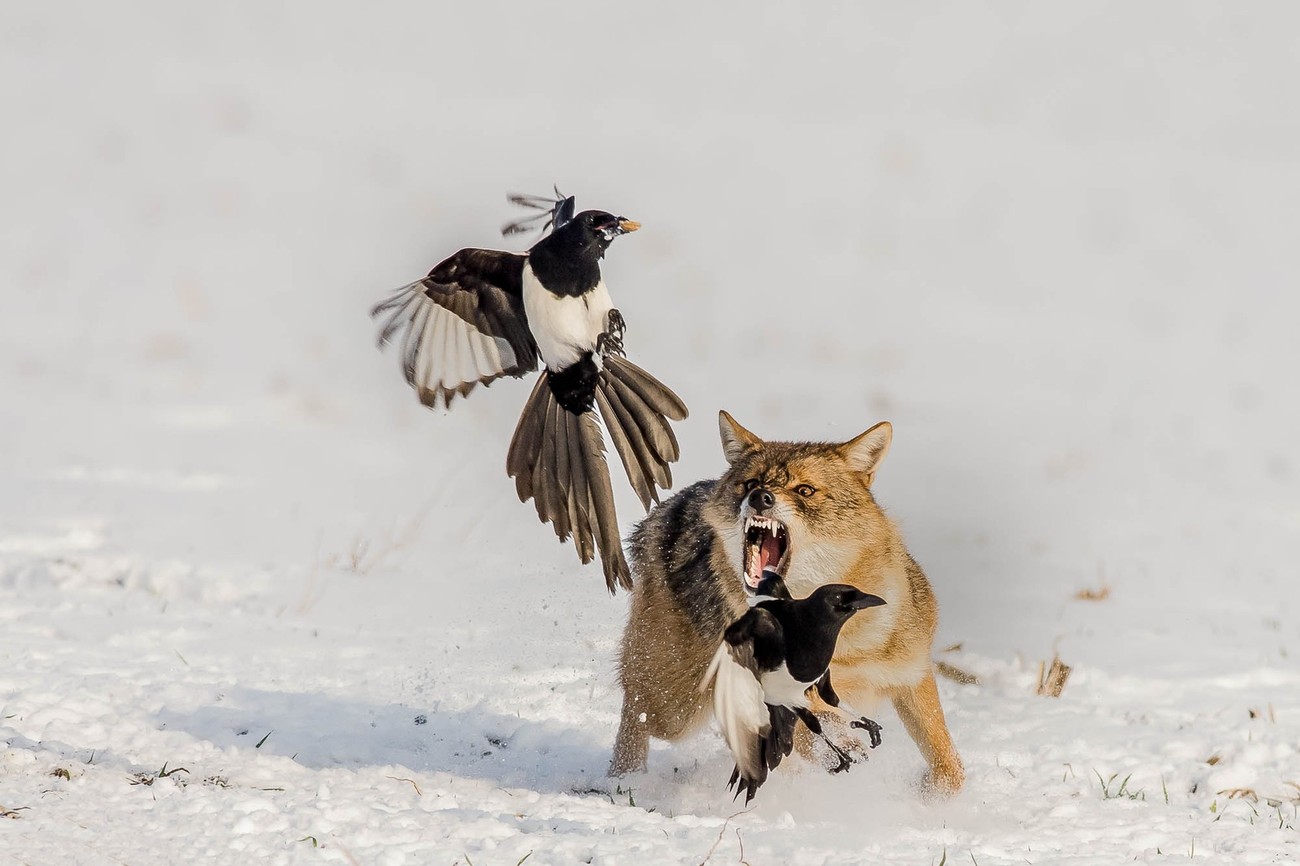 28 Unbelievable Shots Of Winter Wildlife