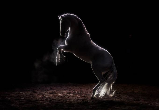 Gladiator by katarzynaokrzesik - Experimental Light Photo Contest