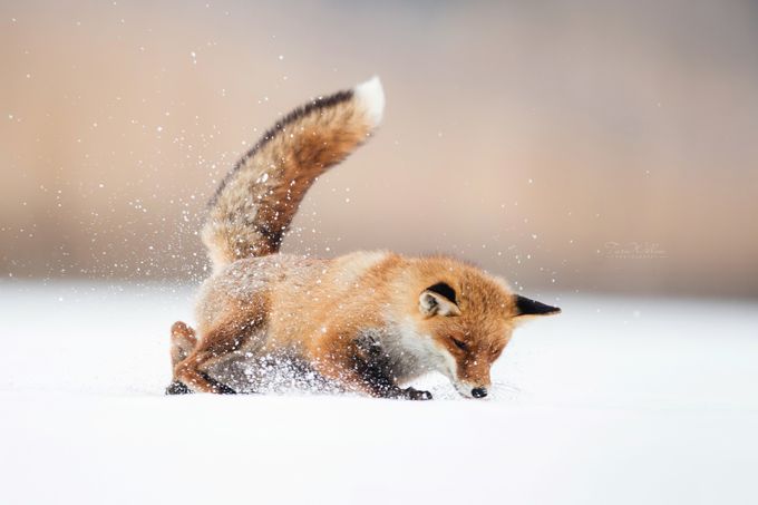 Fox catch mice by TaraWillow - Winter Wildlife Photo Contest