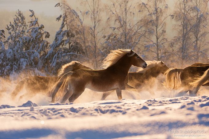 Golden horses by edytatrojaskakoch - Image Of The Month Photo Contest Vol 30