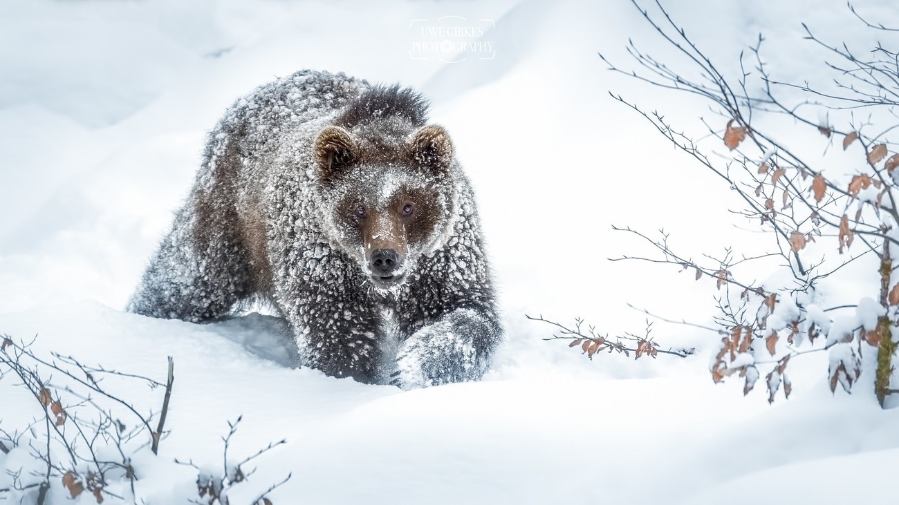 Winter Wildlife Photo Contest Winners