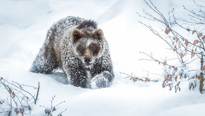 &quot;Schneewanderung&quot; by uwegibkes - Winter Wildlife Photo Contest