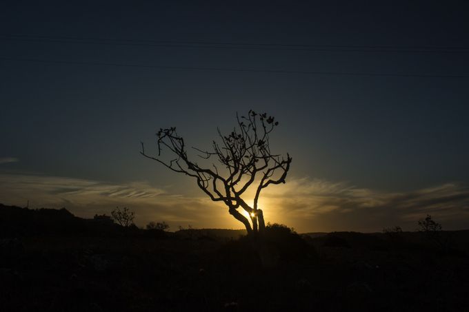 Tree Silhouette Sunset by Benninojets - Trees And Silhouettes Photo Contest