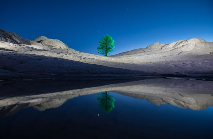 Magic tree by gunnarheilmann - Shooting The Blue Hour Photo Contest