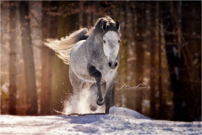 &quot;Out Of the Woods&quot; by majalesar - A Single Horse Photo Contest