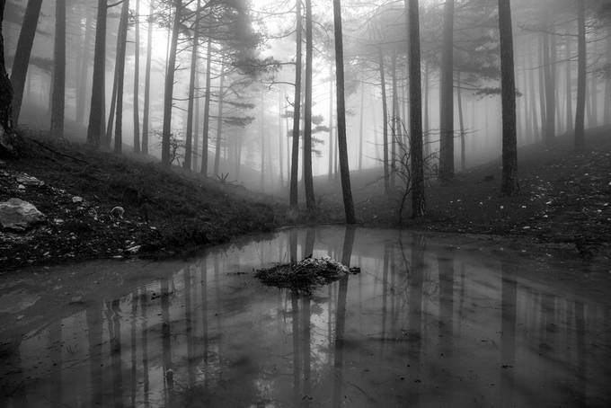 HEART OF THE FOREST by grigoriskoulouriotis - Monochrome Tranquility Photo Contest