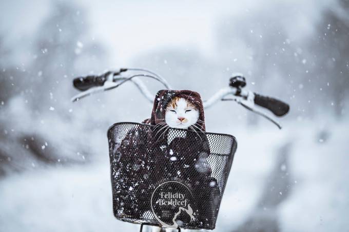 A Snow Blizzard by felicityberkleef - The Cold Winter Photo Contest