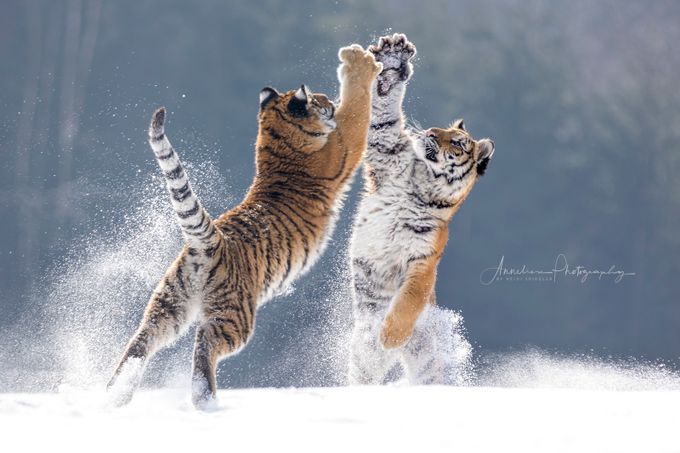 high five by Heidi-Spiegler-Fotografie - Wildlife On The Move Photo Contest
