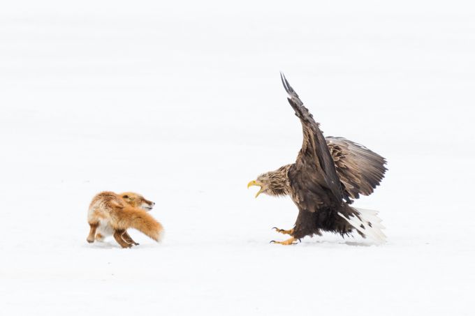 Versus  by journeytoinspiration - Majestic Eagles Photo Contest