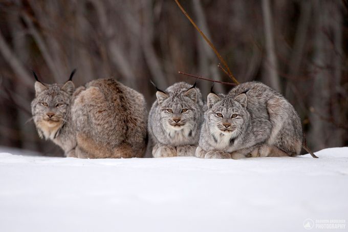 Wild Lynx Family by brandonbroderick