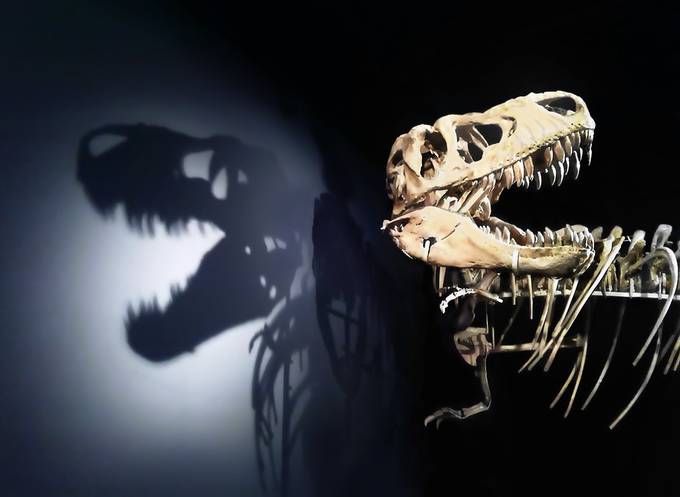 Tyrannosaurus by Rommerus - Creative Shadows Photo Contest