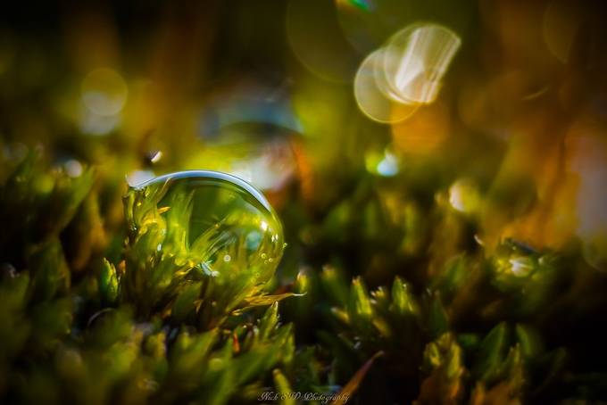 The Drop by NickSW - Morning Dew Photo Contest
