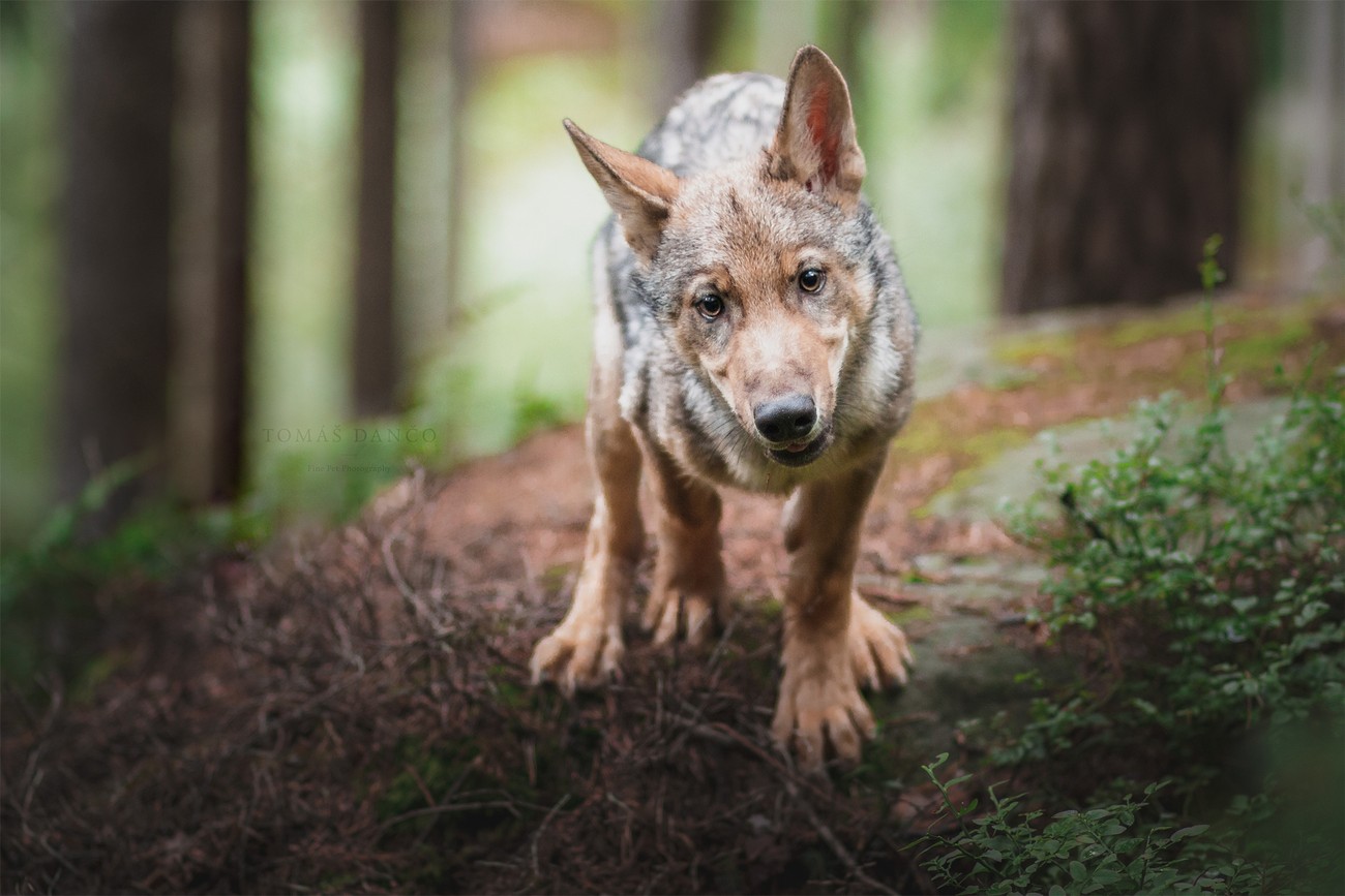 37 Outstanding Shots Of Wolves That Will Impress You