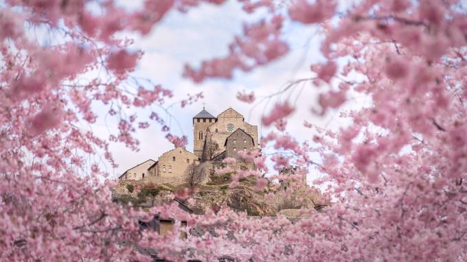 Spring Valère by JCSimoes - Tones Of Pink Photo Contest