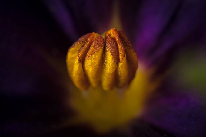 Macro Flower by ianmontgomery - Macro Captures Photo Contest