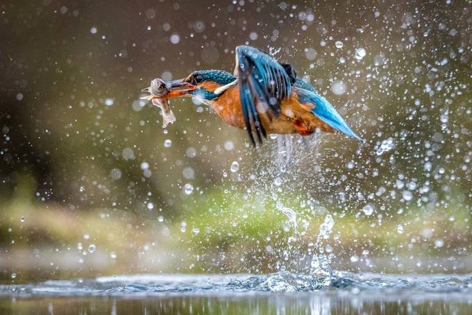 Kingfisher-2 by saafphotography - Covers Photo Contest Vol 46