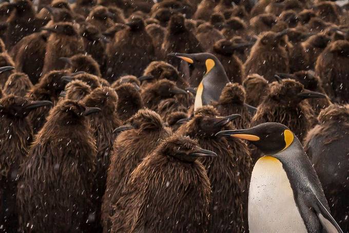 King Penguins, South Georgia Island by billklipp - Celebrating Earth Day Photo Contest 2019