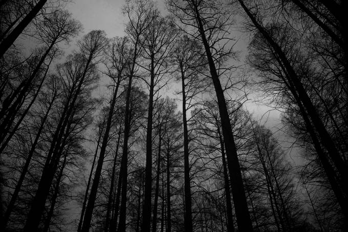 Pine in B&amp;W by crawfras - Tree Silhouettes Photo Contest