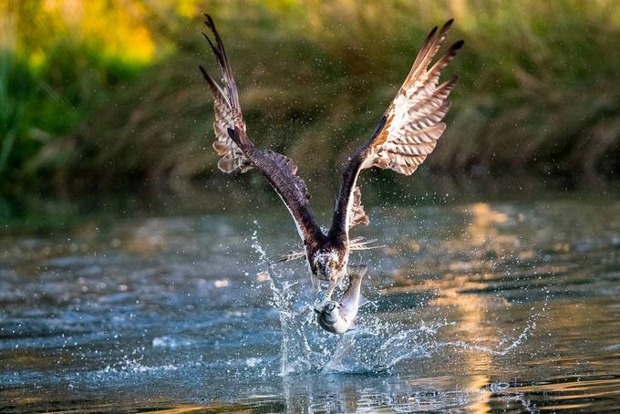 Osprey fishing 1 at  Hornmill 2017 by Cinderellastory - Covers Photo Contest Vol 47