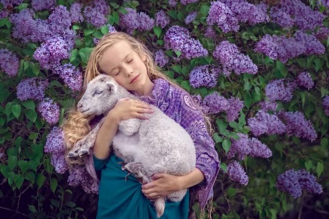 Oh Canada! Spring Lambs &amp; Lilacs by JAStandring - Purple Captures Photo Contest