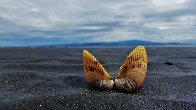 Empty by jtwphotos - Shells Photo Contest