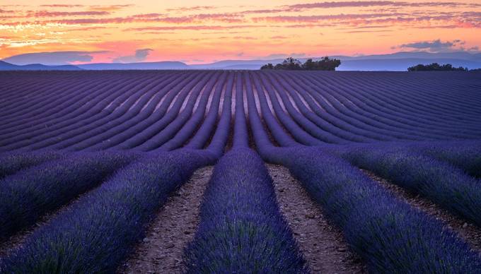 Lavender Field. by LukasPetereit - A Purple World Photo Contest