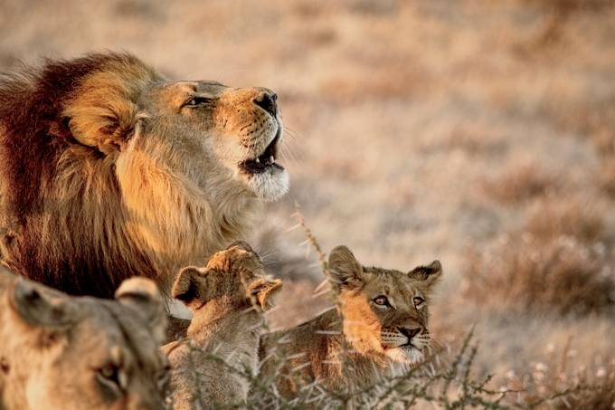 Black-maned Lion Of The Kalahari With Two Cubs by KayBrewer - The Nature Lover Photo Contest