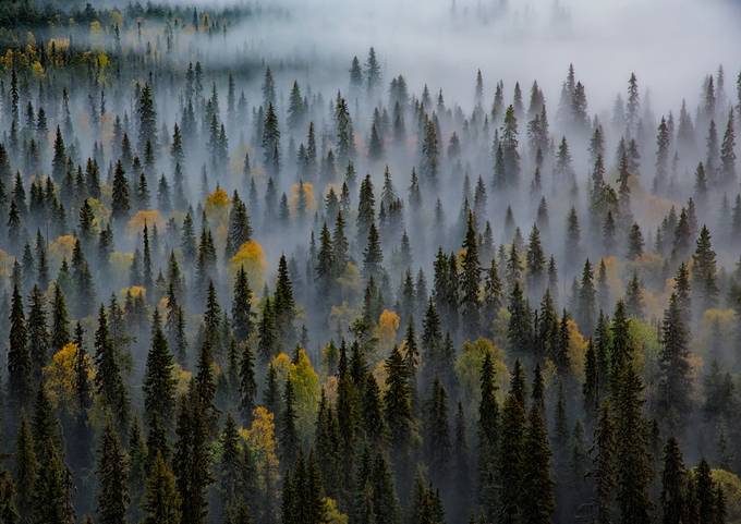 Autumn_forest by haksu - Silent Fog Photo Contest
