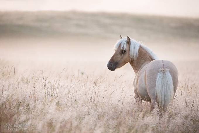 My little pony by edytatrojaskakoch - Rule of Thirds Photo Contest vol6