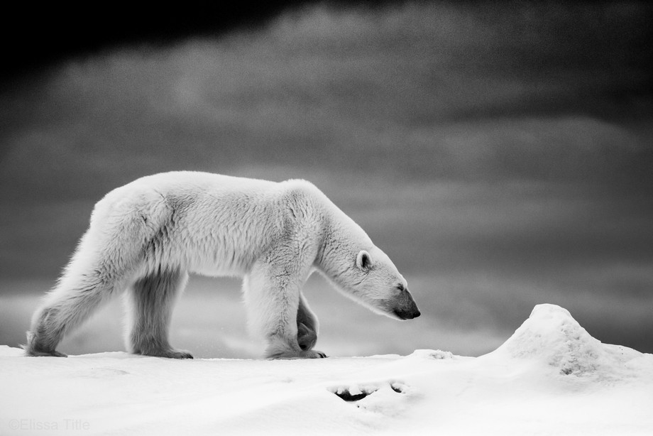 Polar Bear in Black and White - ViewBug.com