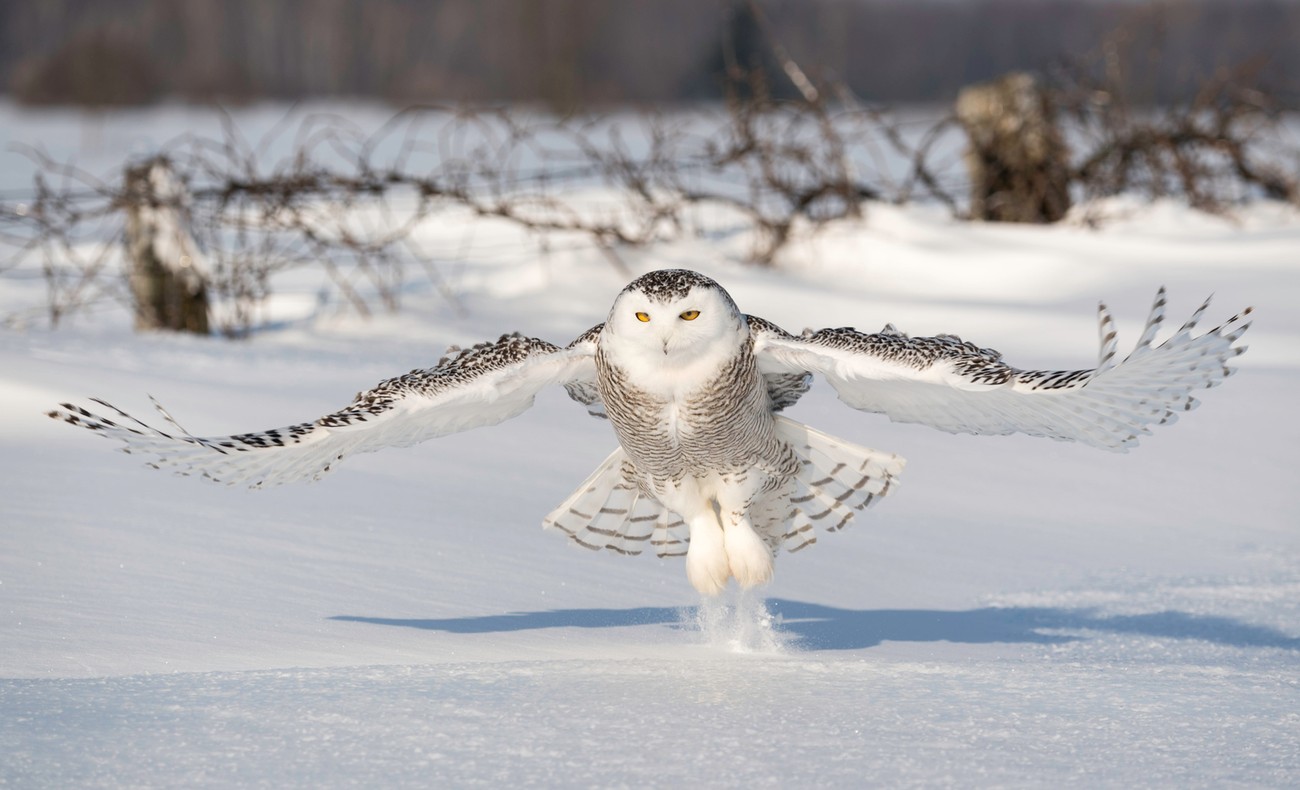 A Fun Gallery Of Birds, Owls Plus Lots More Animals With Wings