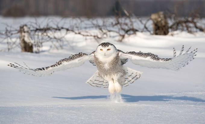 Snowy Owl by tomingramphotography - Animals With Wings Photo Contest