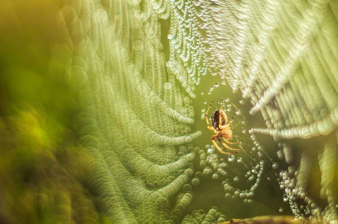Spider by aleoko - Patterns And Macro Photo Contest