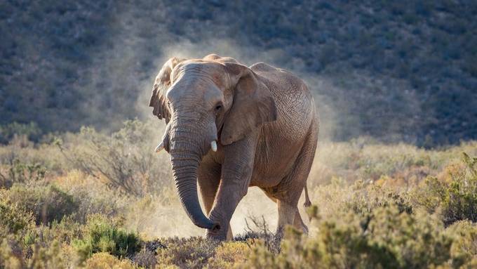 African bush elephant sand bathing by ExpeditionReggie - Colossal Wildlife Photo Contest