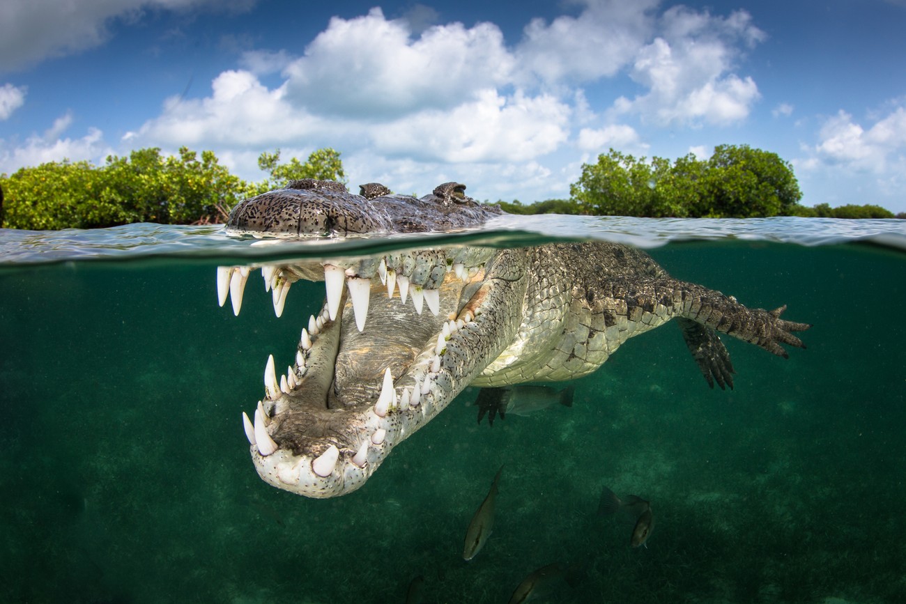 20+ Cool Reptiles Photographed In Even Cooler Ways