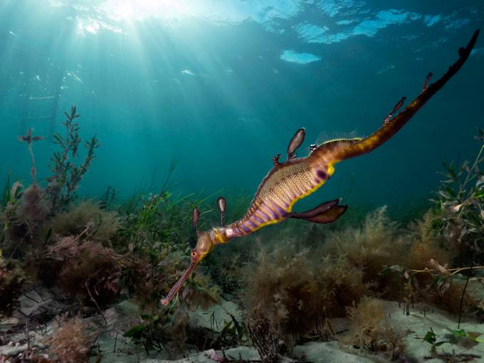 Sea Dragon by Ashley_Missen - Water Animals Photo Contest